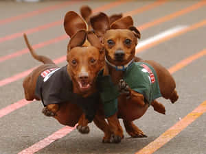 兩隻臘腸犬在跑道上穿著運動服奔跑。