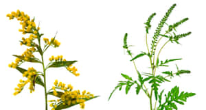 兩種野生植物，黃色花朵和綠色葉子，在白色背景下。 — 植物 壁紙