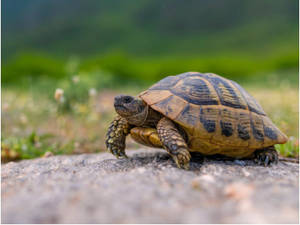 一隻擁有圖案龜殼的陸龜在草地的岩石上行走。 — 動物 壁紙