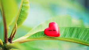 大自然中一片綠葉上帶有 I Love You 文字的紅色心形。