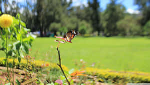 蝴蝶在陽光明媚的花園中停歇在花莖上。