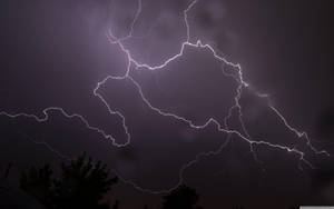 強烈的閃電照亮了暴風雨的夜空，映襯出黑暗的樹木剪影。