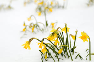 黃色水仙花穿過地上的雪盛開