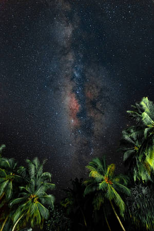 棕櫚樹在繁星點點的夜空中襯托出鮮豔的銀河系。