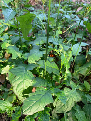 在陽光下花園中生長的鮮綠色生菜植物特寫。 — iPad Pro 壁紙