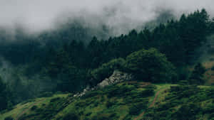 霧氣瀰漫的常綠森林中的蜿蜒山徑