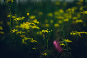 暮色中深綠色草地上的黃色野花，背景模糊。 — 黑暗森林 壁紙