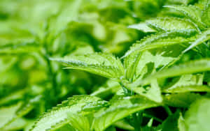 充滿活力的綠色蕁麻葉特寫，邊緣呈鋸齒狀，帶有露珠。 — 植物 壁紙