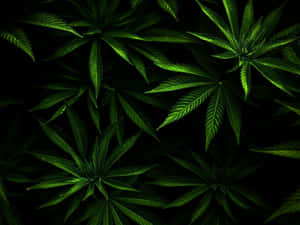 在黑色背景下發光的綠色大麻葉。