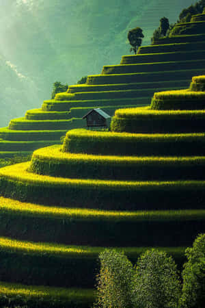 在陽光下閃耀的梯田，一座小屋隱藏在曲線之間。