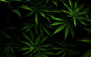 在黑色背景下發光的綠色大麻葉。