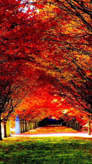 一條由紅色和橙色秋樹組成的隧道，框住了一條草地小徑。