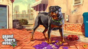GTA V 都市小巷中的羅威納犬，穿著紫色襯衫和紅色碗