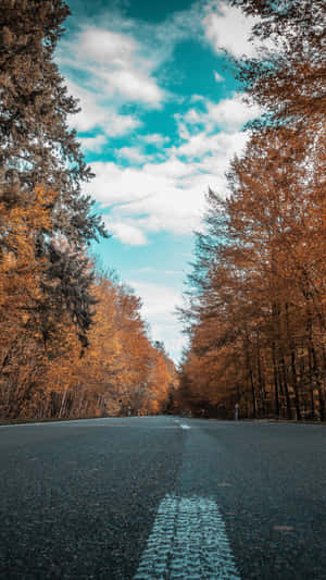 一條兩旁種滿秋樹的道路，上方是藍天白雲。 — 秋天 iPhone 壁紙