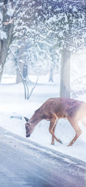 一隻鹿在雪地森林的路邊吃雪。