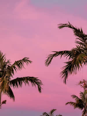 棕櫚樹剪影映襯粉紅色日落天空