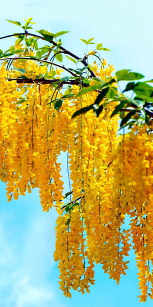 金色紫藤花懸掛在藍天下 — 18:9 壁紙
