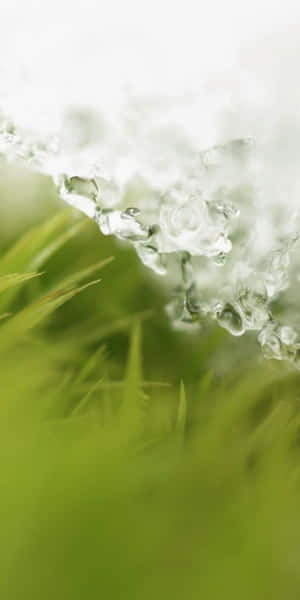 水滴落在綠草上，背景柔和模糊。 — 18:9 壁紙