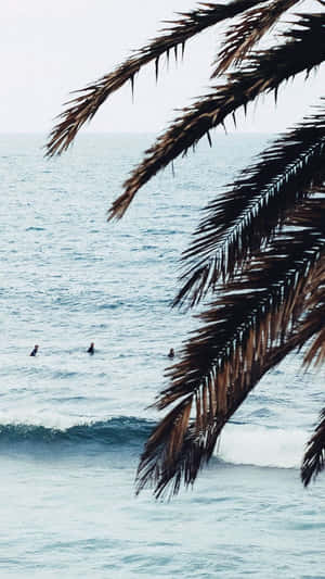 棕櫚葉框住了在陰天平靜海浪上漂浮的衝浪者。