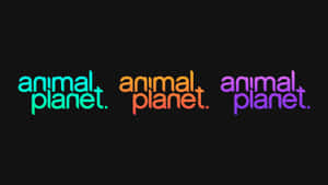 三個不同顏色的Animal Planet標誌在黑背景上。