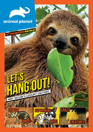 一隻樹懶在樹上拿著一片綠葉，帶有 Animal Planet 品牌標誌。