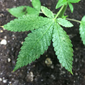 一片年輕的大麻植物葉子，邊緣呈鋸齒狀，土壤上有細小深色斑點。