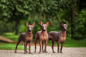 三隻無毛的墨西哥Xoloitzcuintli狗站在森林中的碎石路上。