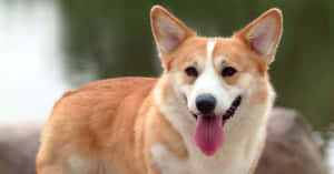 一隻在自然中伸出舌頭的開朗哥基犬。
