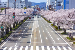 櫻花樹排列在設有汽車和交通燈的城市街道上。