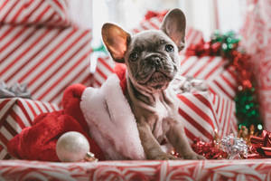 一隻戴著聖誕帽的法國鬥牛犬幼犬被聖誕禮物和裝飾品包圍。