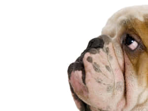 皺紋鬥牛犬的特寫肖像，向上望，大眼睛。