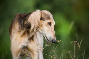 沙魯基犬在草地上嗅野花