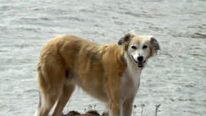 金色俄羅斯獵狼犬站在水邊，開心表情