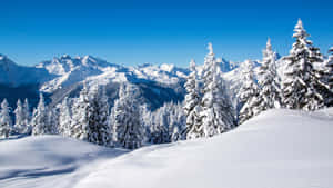 白雪覆蓋的松樹和山脈，在晴朗的藍天下