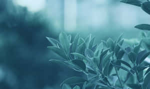 在模糊的自然背景下，青綠色調的葉子呈現柔焦效果。