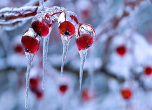 冬日雪中，冰凍的紅色漿果掛在冰凍的樹枝上。