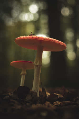 兩朵紅帽蘑菇在森林落葉中生長。