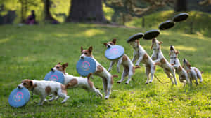 積羅素爹利犬在陽光明媚的公園草地上接住飛盤。