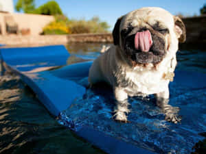 一隻八哥犬坐在泳池中的藍色浮板上，伸出舌頭。 — 可愛狗狗gif 壁紙