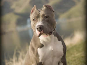 一隻灰白色的鬥牛犬坐在草地上，背景有山丘。