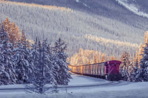 一列洋紅色貨運列車在日落時分穿過白雪皚皚的松林。