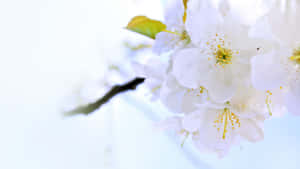 白色櫻花特寫，黃色花心，背景為明亮天空。