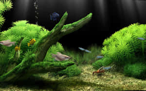 色彩繽紛的魚兒和一隻螃蟹在水族箱中的綠色植物和長滿苔蘚的浮木之間游動。