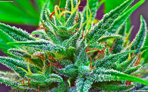 大麻花的特寫，帶有白色毛狀體和橙色雌蕊。