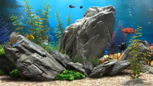 色彩繽紛的熱帶魚在清澈的藍色魚缸中，在岩石和植物間游動。