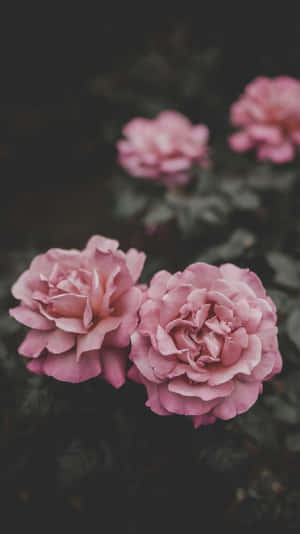 兩朵盛開的粉紅玫瑰，背景為深色樹葉 — 花卉 iPhone 壁紙