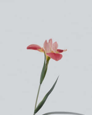 一朵帶有綠色莖的粉紅色鳶尾花，背景為灰色。 — 唯美花朵動圖 壁紙