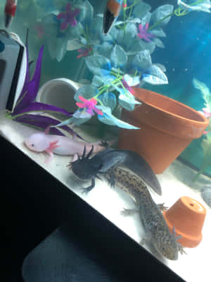 兩隻蠑螈，粉紅色同有斑點，喺有植物同花盆嘅水族箱入面休息。
