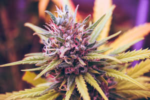 近距離拍攝大麻花蕾，帶有紫色雌蕊和綠葉。