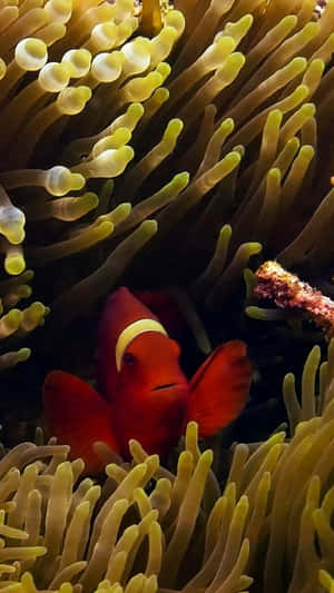 紅色小丑魚依偎在黃色海葵觸手中水下